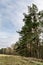 Beautiful forest on the cliff edge. Blue sky and clouds