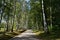 A beautiful forest in the famous place Yasnaya Polyana