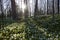 Beautiful forest floor covered with dried leaves and low growing green plants with trillium white flowers