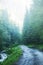 Beautiful forest foggy road in the morning, fir tree forest with a misty path, scenic mysterious nature