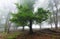 Beautiful forest at foggy sunrise. Tree trunks and cold mist landscape