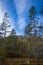 A beautiful forest on a hillside. Autumn wood scenery in the Norwegian mountains.