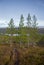 A beautiful forest on a hillside. Autumn wood scenery in the Norwegian mountains.