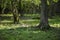 Beautiful forest landscape in the Bialowieza Forest