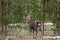 Beautiful forest landscape of foggy misty forest in Autumn Fall with beautiful red deer stag