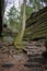 Beautiful forest landscape with a mossy tree in front on the ledges pass in Cuyahoga Valley near Cleveland, Ohio, USA