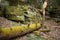 Beautiful forest landscape with a mossy tree in front on the ledges pass in Cuyahoga Valley near Cleveland, Ohio, USA