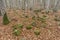 Beautiful forest landscape with rocks.Amazing winter autumnal scenery with fall foliage leaves