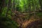 Beautiful forest landscape with rocks, Hiking expedition to nature. Slovakia natue.