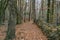 Beautiful forest landscape at sunset.Amazing winter autumnal scenery with fall foliage leaves on footpath