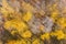 Beautiful forest landscape with yellow deciduous trees. aerial view from above