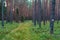 Beautiful forest in Masuria, Poland