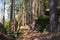 Beautiful forest in the morning sun, Germany National Park