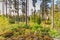 Beautiful forest in mountain area in Sweden in autumn colors with beautiful soil vegetation