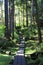 Beautiful forest peaceful tranquil boardwalk old growth trees Haida Gwaii, Canada