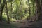 Beautiful forest at the Rebild Bakker area in Denmark