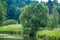 Beautiful Forest and river Landscape On A Summers Day. large tree on the bank of a forest river