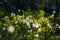 A beautiful forest scenery with blooming cottongrass. White, fluffy wildflower heads in the wetlands.