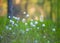 A beautiful forest scenery with blooming cottongrass. White, fluffy wildflower heads in the wetlands.