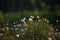 A beautiful forest scenery with blooming cottongrass. White, fluffy wildflower heads in the wetlands.