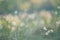 A beautiful forest scenery with blooming cottongrass. White, fluffy wildflower heads in the wetlands.