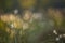 A beautiful forest scenery with blooming cottongrass. White, fluffy wildflower heads in the wetlands.