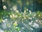 A beautiful forest scenery with blooming cottongrass. White, fluffy wildflower heads in the wetlands.