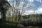 Beautiful forest in spring with young leaves on trees on blue cloudy sky background