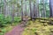 A beautiful forest trail with the forest floor covered in green moss, on a pretty hike in Haida Gwaii, British Columbia, Canada