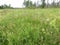 Beautiful forest vegetation: in the foreground interesting small white flowers and grass, in the middle there are spikelets, in th