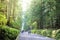 Beautiful forest walk way near Nikko world heritage, Japan with fantastic lighting