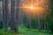 Beautiful forest wallpaper, sunrise light