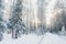 Beautiful forest in winter with snow