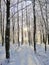 Beautiful forest during winter. Sunbeams filter through the trees covered with snow.