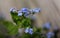 Beautiful forget-me-not flower in bloom