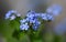 Beautiful forget-me-not flower in bloom