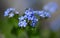 Beautiful forget-me-not flower in bloom