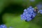 beautiful forget me not flower in garden