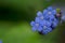 beautiful forget me not flower in garden