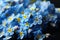 Beautiful forget-me-not flowers on dark background, closeup