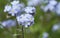 A beautiful Forget-me-not Myosotis sylvatica plant in flower.