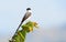 Beautiful Fork-tailed Flycatcher Tyrannus savana hit by the ea