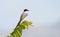 Beautiful Fork-tailed Flycatcher Tyrannus savana hit by the ea