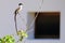 Beautiful Fork-tailed Flycatcher, tyrannus savana, perched on a branch, Uruguay