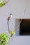 Beautiful Fork-tailed Flycatcher, tyrannus savana, perched on a branch, Uruguay