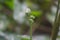 Beautiful form of rolled fern leaf