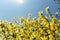 Beautiful Forsythia bushes with yellow flowers against a pale blue sky. Delicate picture of spring nature.