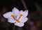 Beautiful Fortnight Lily White Flower