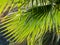 The beautiful fountain palm leaves in backlight