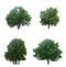 Beautiful four green trees